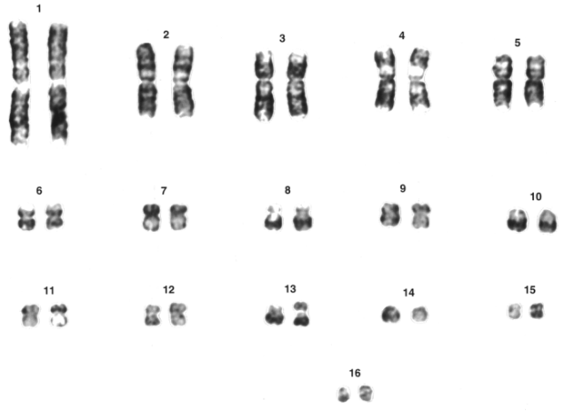 Le caryotype des dinosaures et des ptérosaures – Dinozoïque ...