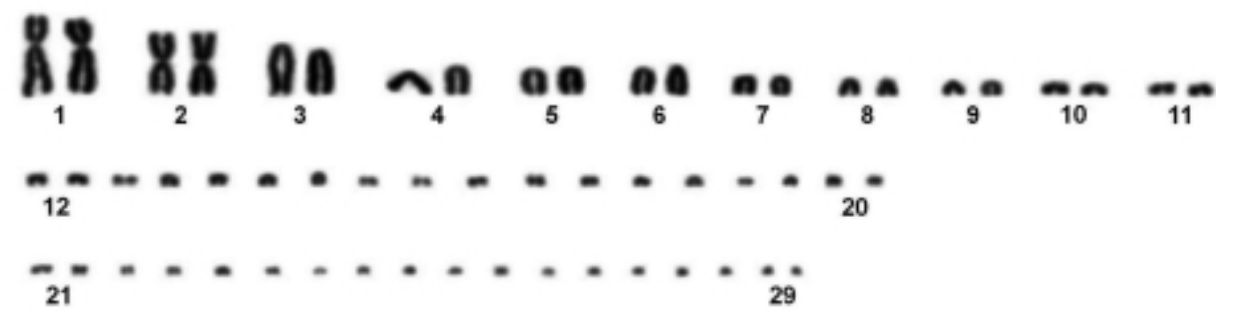 Le caryotype des dinosaures et des ptérosaures – Dinozoïque ...