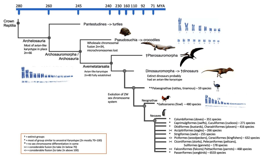 Le caryotype des dinosaures et des ptérosaures – Dinozoïque ...