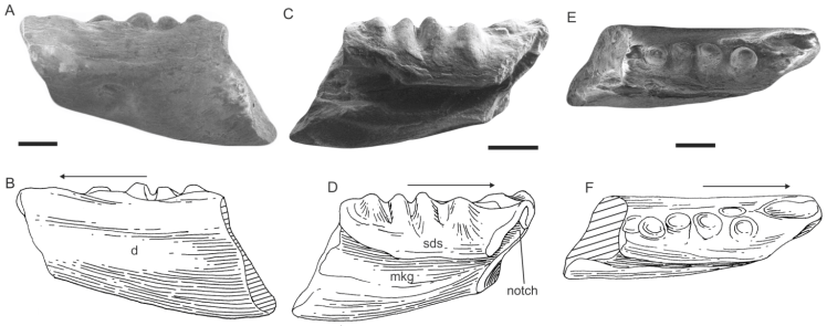 Nouvelle espèce de rhynchocéphale : Clevosaurus nicholasi – Dinozoïque ...