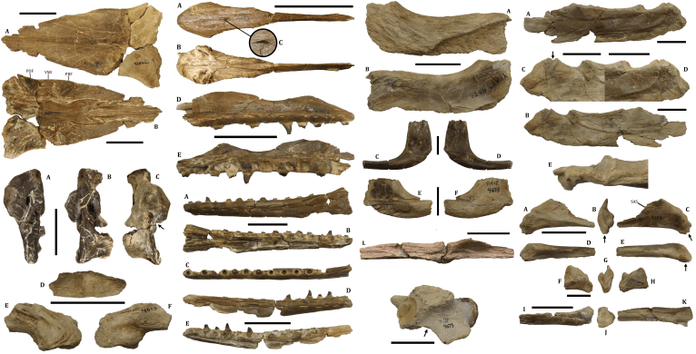 Nouvelle espèce de mosasauridé : Ectenosaurus tlemonectes – Dinozoïque ...