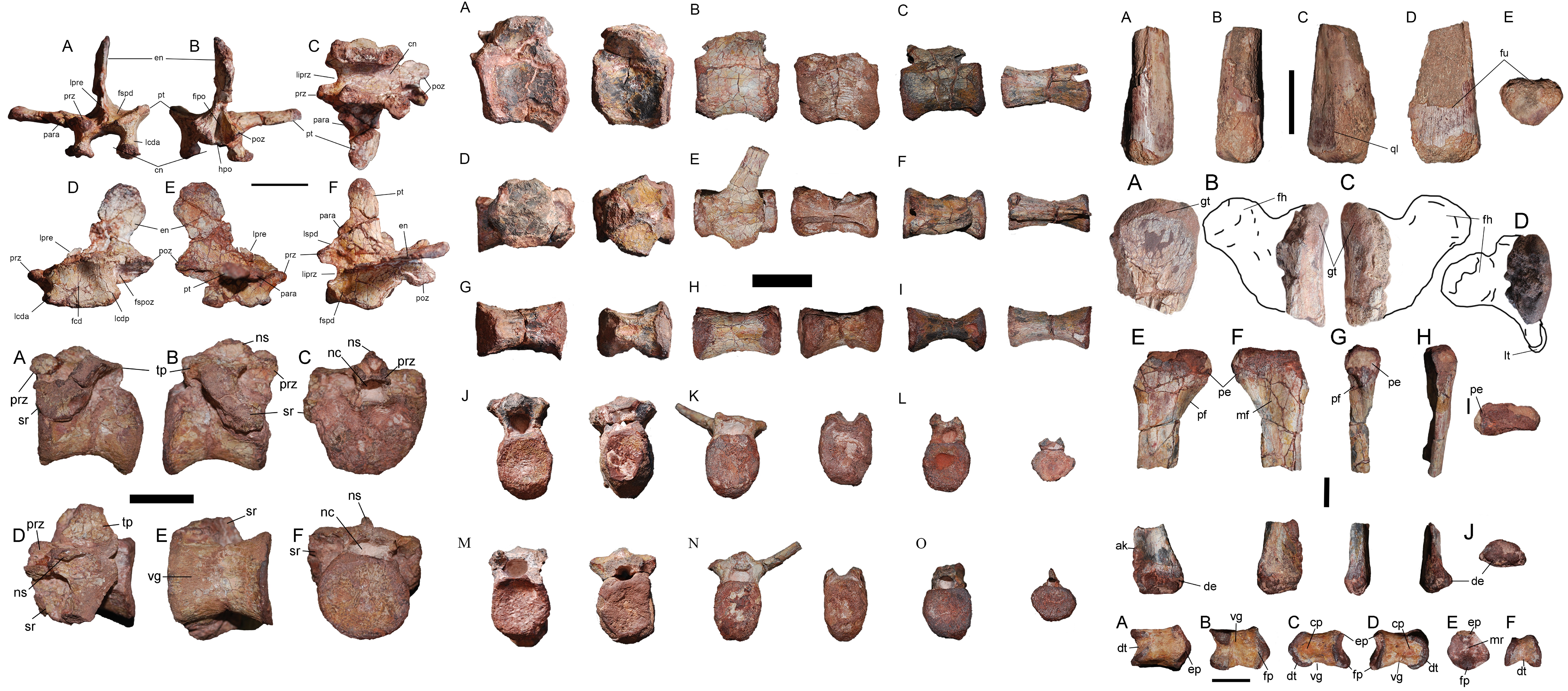 Nouvel ornithopode : Chakisaurus – Dinozoïque : Tratayenia et ses compères