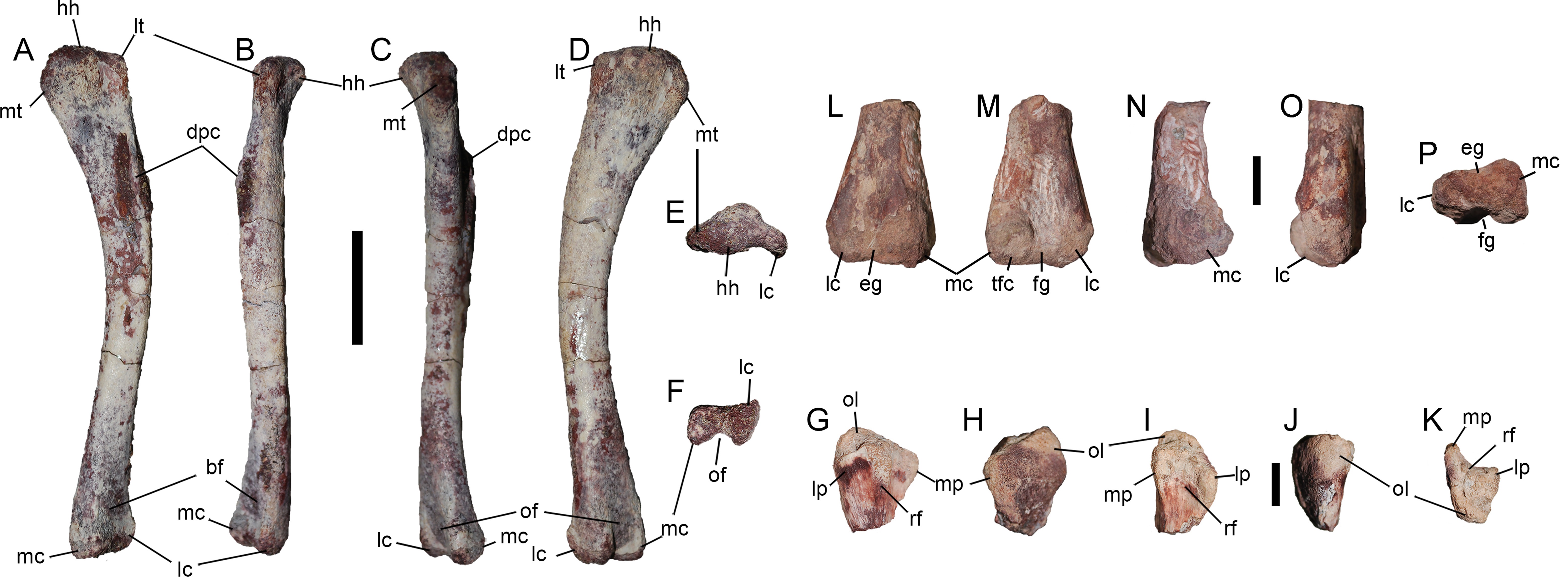 Nouvel ornithopode : Chakisaurus – Dinozoïque : Tratayenia et ses compères