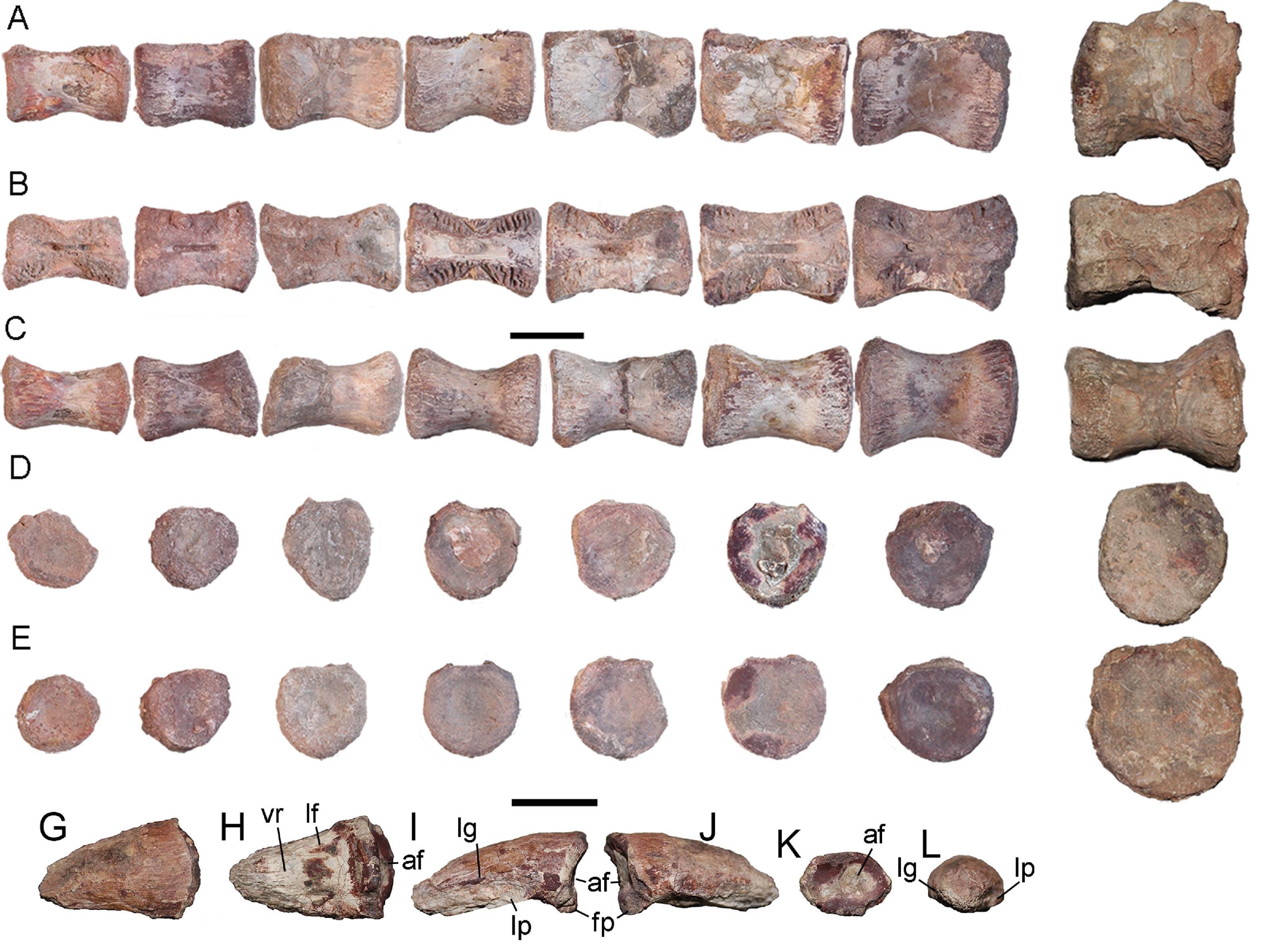 Nouvel ornithopode : Chakisaurus – Dinozoïque : Tratayenia et ses compères