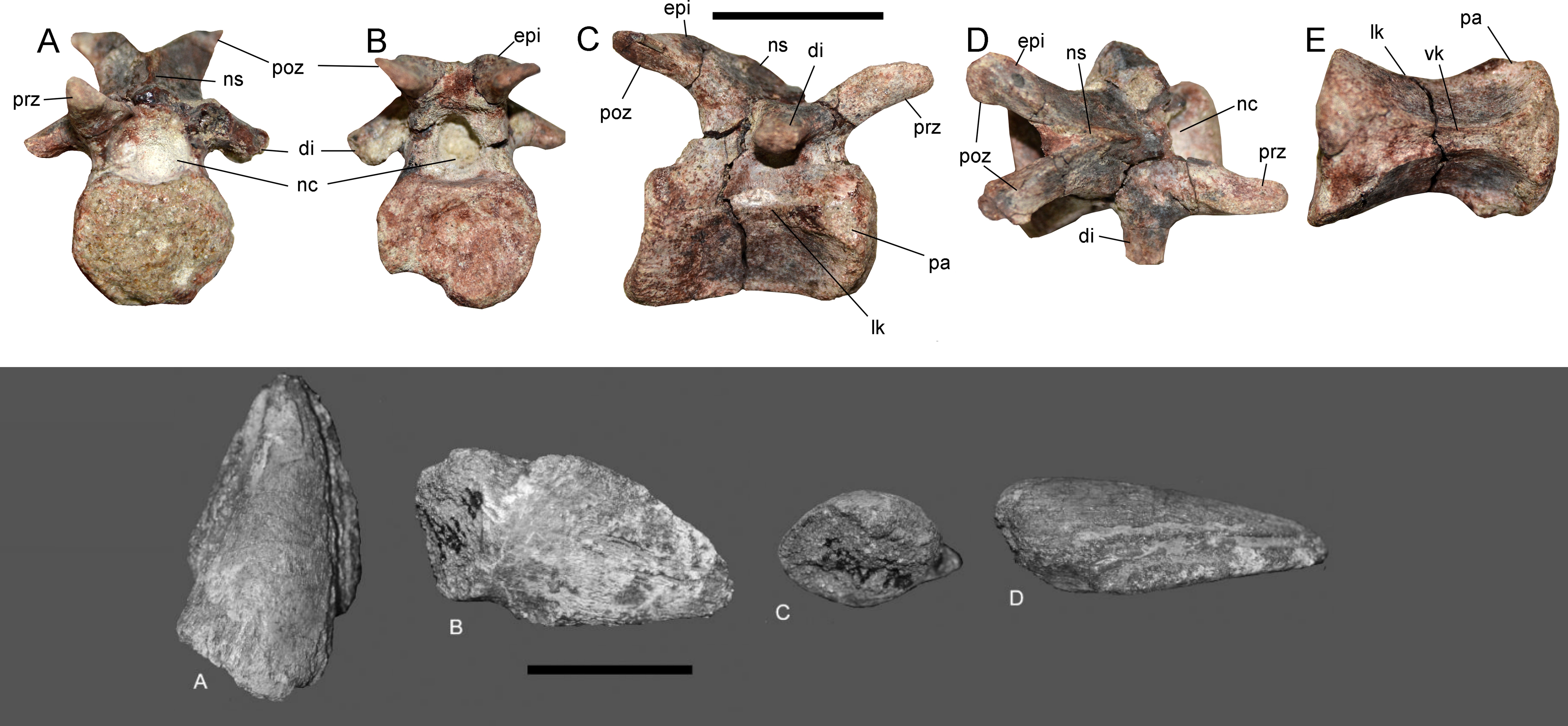 Nouvel ornithopode : Chakisaurus – Dinozoïque : Tratayenia et ses compères