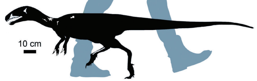 Noasaurus Redescription de Noasaurus – Dinozoïque : Tratayenia et ses compères
